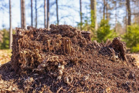 Ant colony on a tree stump on a sunny spring day