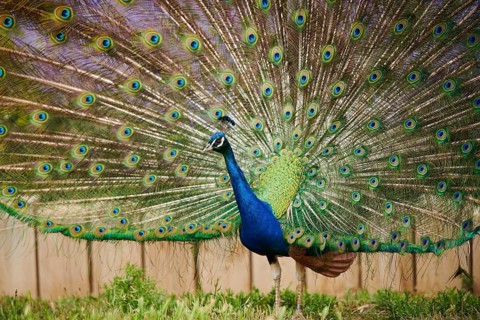 Indian peafowl (Pavo cristatus) doing a cartwheel, spreading its feathers, eyes, France, Europe