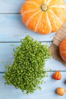 Microgreen sprouts of cilantro with pumpkin on blue wooden background. Top view, flat lay, close up