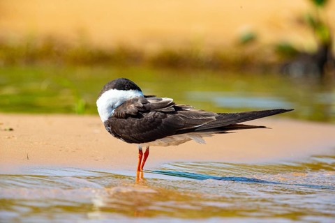 Black-mantled cranesbill (Rynchops nigra) Pantanal Brazil