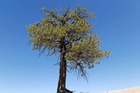 Tree at the canyon rim, Bryce Canyon National Park, Utah, USA, North America