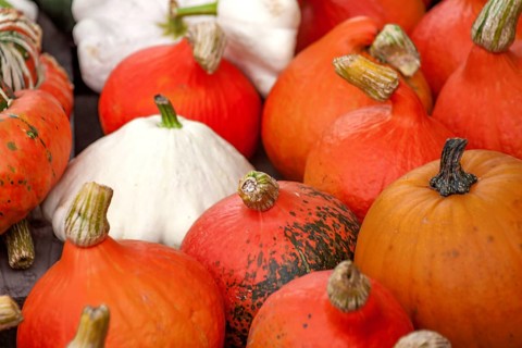 Pumpkins (Cucurbita), street sale, Palatinate, Rhineland-Palatinate, Germany, Europe