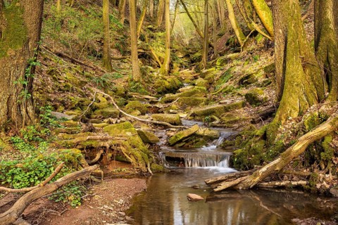 Forest landscape, a stream in the Margarethenschlucht (Margaret Gorge) in the Odenwald in spring.
