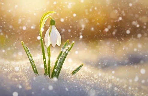 Closeup single snowdrop covered with dew drops rising under the snow in the morning on a snowy