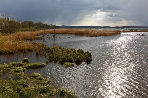 Wetland biotope in the Peene Valley, overwatered meadows, rare habitat for endangered plants and