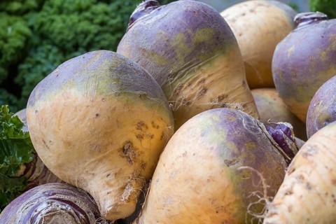 Turnips (Brassica napus subsp. rapifera), Muensterland, North Rhine-Westphalia, Germany, Europe