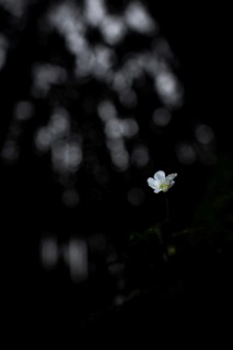 Common wood sorrel (Oxalis acetosella) with blurred forest in the background, Mindelheim, Bavaria,