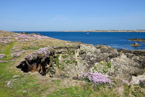 Blossoms on the fescue coast, Ouessant Island, Finistere, Brittany, France, Europe