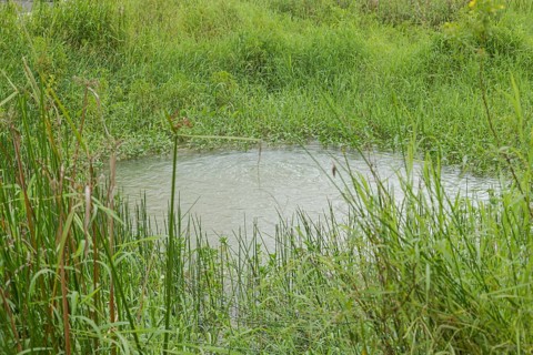 Retention pond with water plants in city park in Kuching, Malaysia, ecology, gardening, landscape