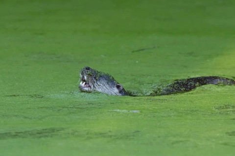 European Otter (Lutra lutra) adult swimming in a lake, Suffolk, England, United Kingdom, Europe