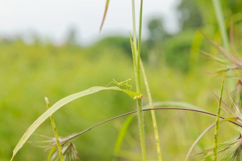 Small green praying mantis on grass, Bali, Indonesia, Travel, tropical, nature green background,