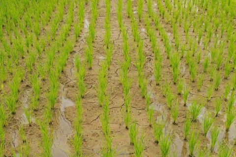 Rice terraces, Campuhan ridge walk, Bali, Indonesia, track on the hill with grass, large trees,