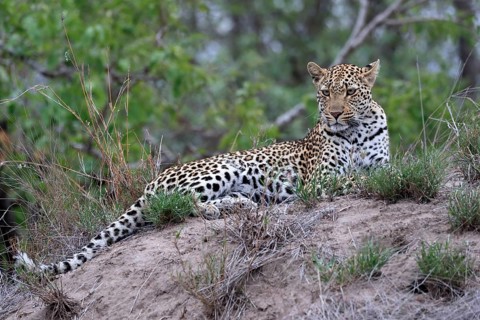 Leopard (Panthera pardus), adult, observed, alert, lying, on ground, Sabi Sand Game Reserve, Kruger