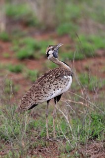 Red-crested Bustard, (Lophotis ruficrista), adult, calling, Kruger National Park, Kruger National