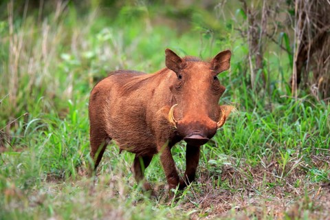 Warthog, (Phacochoerus aethiopicus), adult, foraging, alert, Kruger National Park, Kruger National