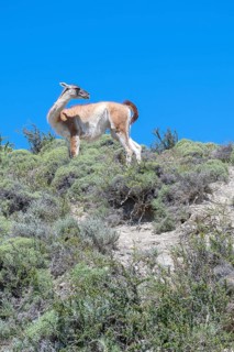 Guanaco (Llama guanicoe), Huanako, Torres del Paine National Park, Patagonia, End of the World,