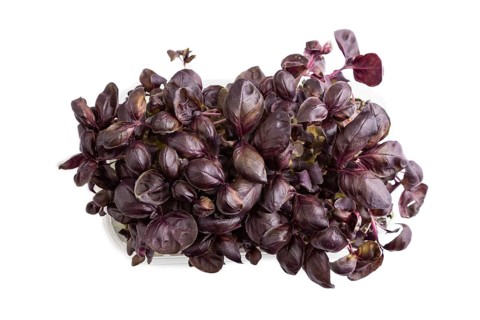 Plastic box with microgreen sprouts of purple basil isolated on white background. Top view, flat