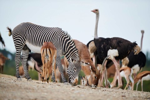 Common ostrich (Struthio camelus), Waterbuck (Kobus defassa) and Plains zebra (Equus quagga) in the