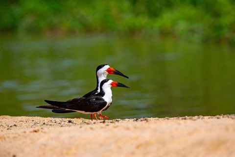 Black-mantled cranesbill (Rynchops nigra) Pantanal Brazil