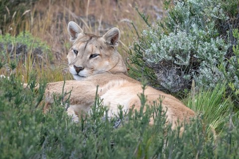 Cougar (Cougar concolor), silver lion, mountain lion, cougar, panther, small cat, resting in