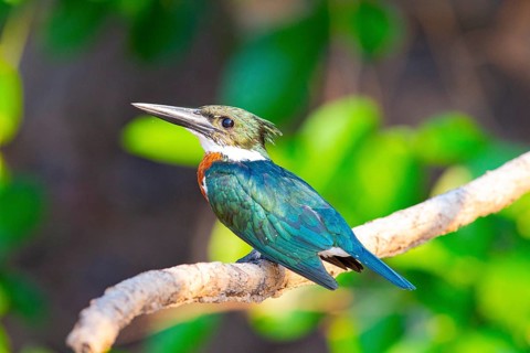 Amazon kingfisher (Chloroceryle amazona) Pantanal Brazil