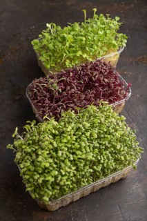 Set of boxes with microgreen sprouts of amaranth, rucola, mustard on black concrete background.