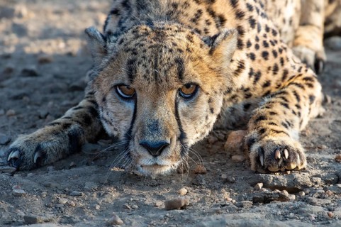Cheetah (Acinonyx jubatus) in a threatening posture, Khomas region, Namibia, Africa