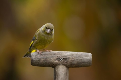 European greenfinch (Chloris chloris) adult bird on a garden fork handle, Suffolk, England, United