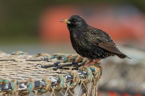 European starling (Sturnus vulgaris) adult bird singing from a lobster pot in a seaside harbour,