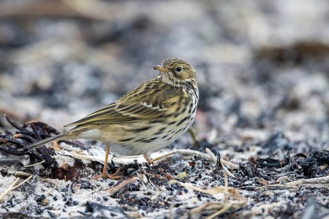 Meadow Pipit, Heligoland