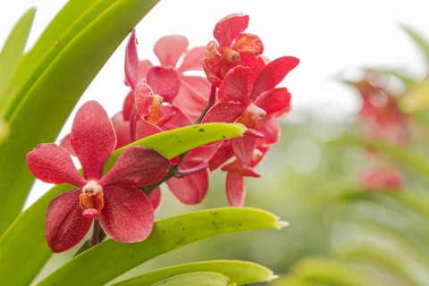 Purple vanda orchid flower in botanical garden, selective focus, copy space, malaysia, Kuching