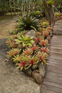 Orchid and bromeliad flower beds in botanical garden, selective focus, copy space, malaysia,
