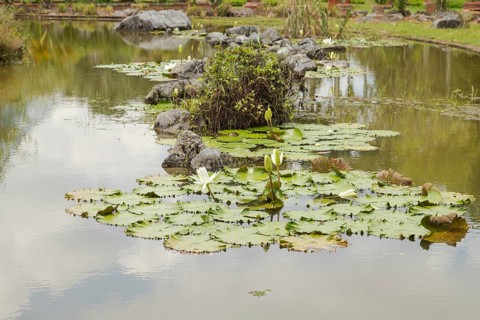 Palm collection in city park in Kuching, Malaysia, tropical garden with large trees, pond with