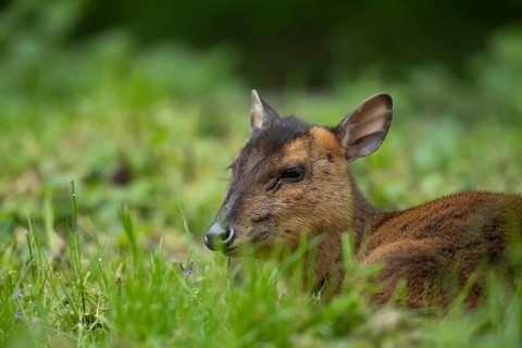 Muntjac deer (Muntiacus reevesi) adult sitting in grassland, Norfolk, England, United Kingdom,