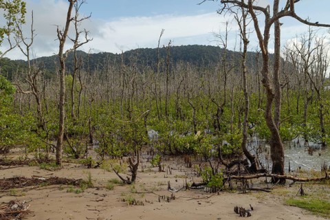 Bako national park, sea sandy beach with mangroves, sunny day, blue sky and sea. Vacation, travel,