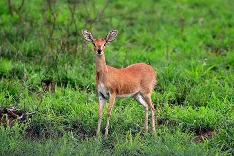 Steenbok (Raphicerus campestris), adult, female, foraging, vigilant, dwarf antelope, Kruger