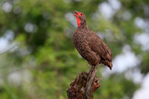 Swainson's spurfowl (Pternistis swainsonii), adult, on wait, calling, Kruger National Park, Kruger