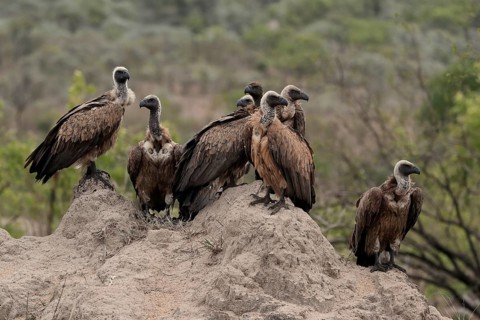 White-backed vulture (Gyps africanus), group, adult, alert, Sabi Sand Game Reserve, Kruger National