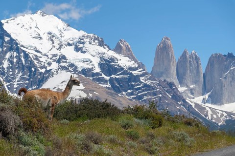 Guanaco (Llama guanicoe), Huanako, Torres del Paine National Park, Patagonia, End of the World,