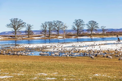 Flock of migrating cranes (grus grus) in a field by a lake with ice and snow on an early spring