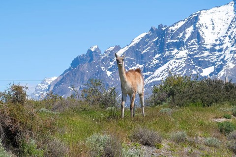 Guanaco (Llama guanicoe), Huanako, Torres del Paine National Park, Patagonia, End of the World,