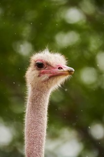 Common ostrich (Struthio camelus), portrait, captive, distribution Africa