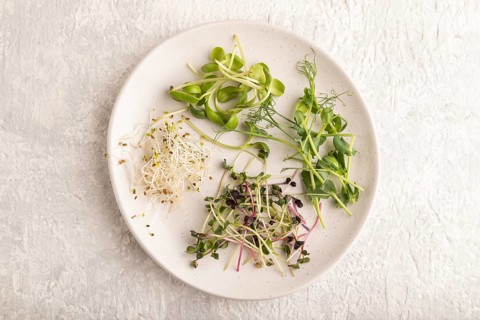 White ceramic plate with microgreen sprouts of green pea, sunflower, alfalfa, radish on gray