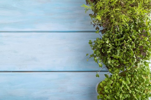 Set of boxes with microgreen sprouts of rucola, mizuna and kohlrabi cabbage on blue wooden