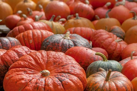 Pumpkins (Cucurbita), street sale, Palatinate, Rhineland-Palatinate, Germany, Europe