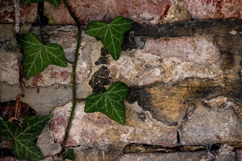 Brick masonry with common ivy (Hedera helix), Munich, Bavaria, Germany, Europe