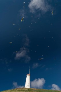 Arctic terns above Reykjanesviti lighthouse, Reykjanes on Baejarfell, Reykjanes peninsula, near