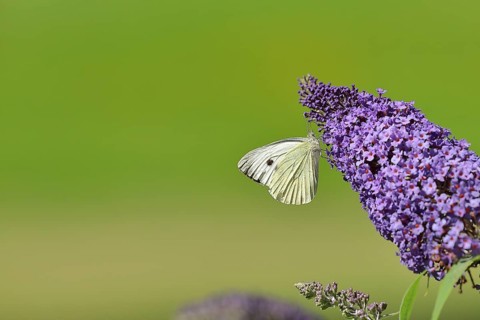 Small white (Pieris rapae), sucking nectar from a blossom of the butterfly-bush (Buddleja davidii),