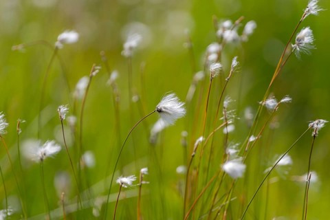 Hare's-tail cottongrass (Eriophorum vaginatum), landscape, nature photograph, close-up, summer,