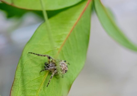 Side view of male Larinioides sclopetarius (Bridge spider) on green leaf
